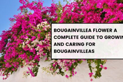 bougainvillea flower