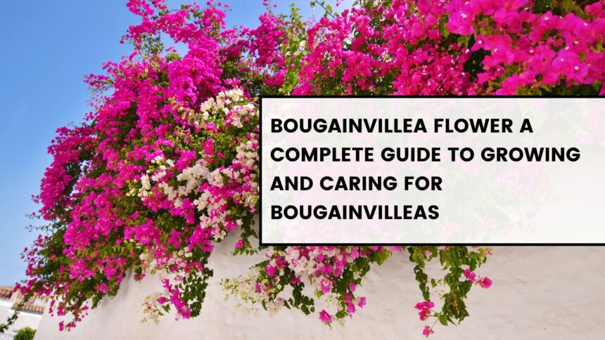 bougainvillea flower