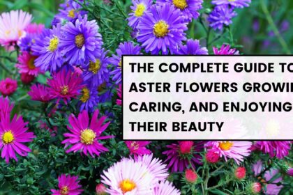 Aster flowers