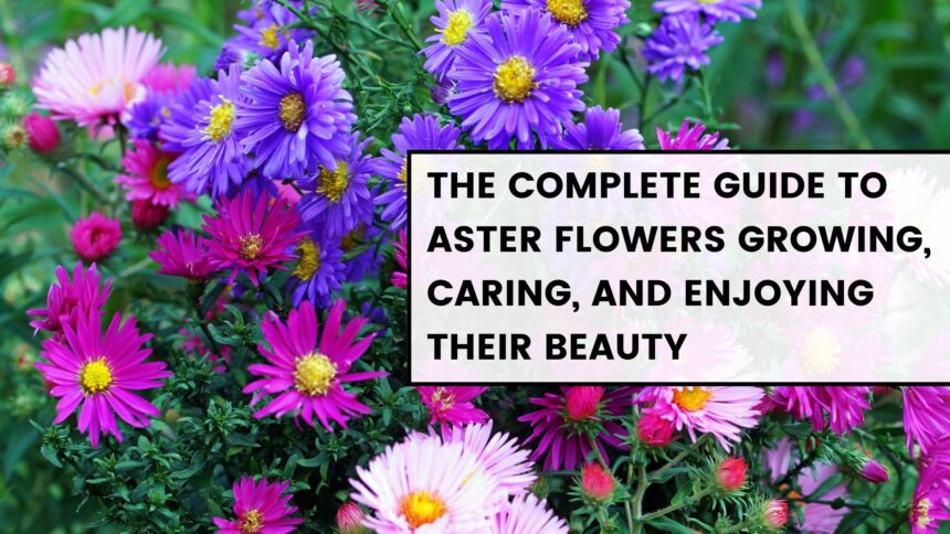 Aster flowers