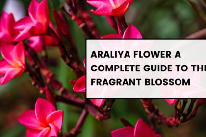 Araliya Flower