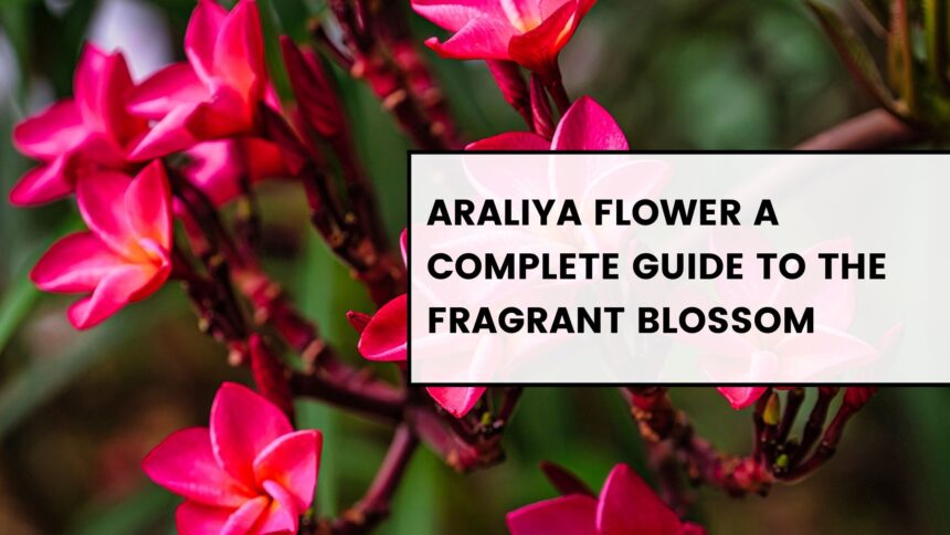 Araliya Flower