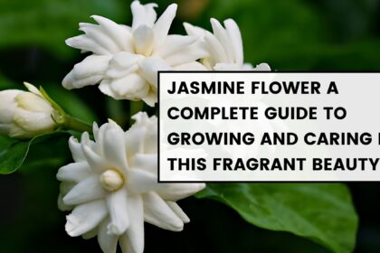 Jasmine Flower