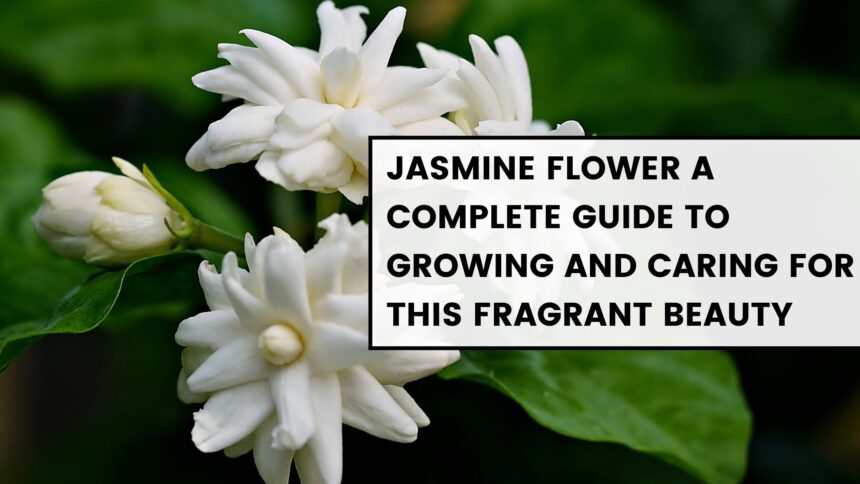 Jasmine Flower