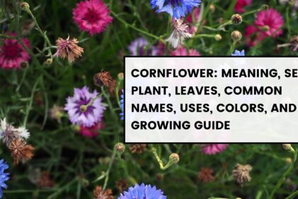 Cornflower