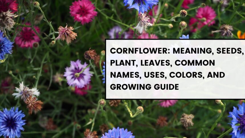 Cornflower