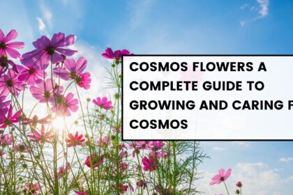 Cosmos Flowers