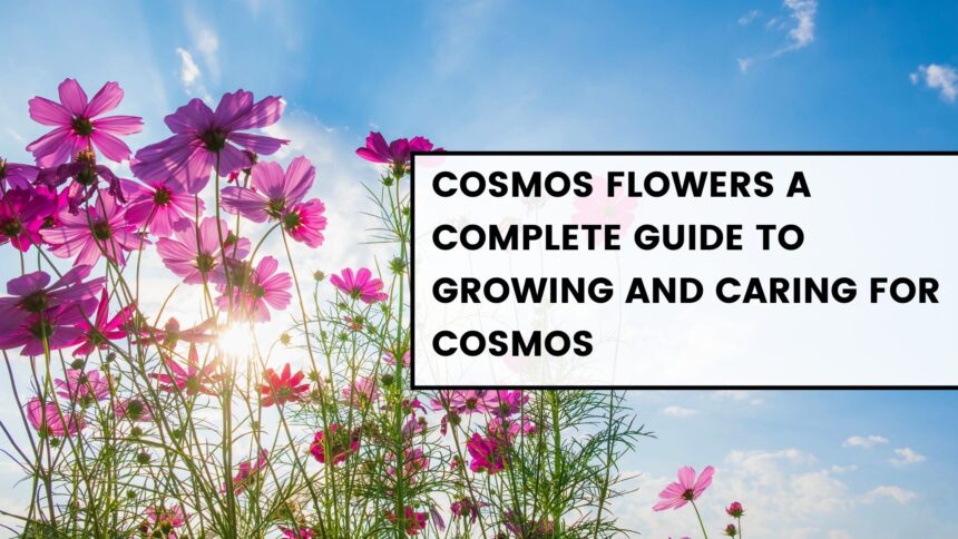 Cosmos Flowers